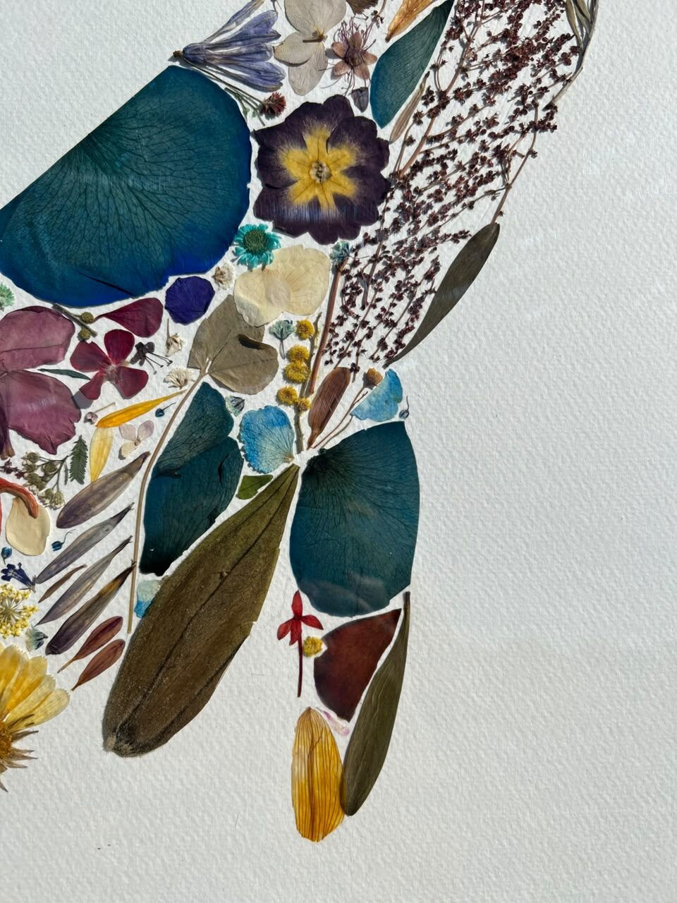 Detalle de pétalos y hojas prensadas