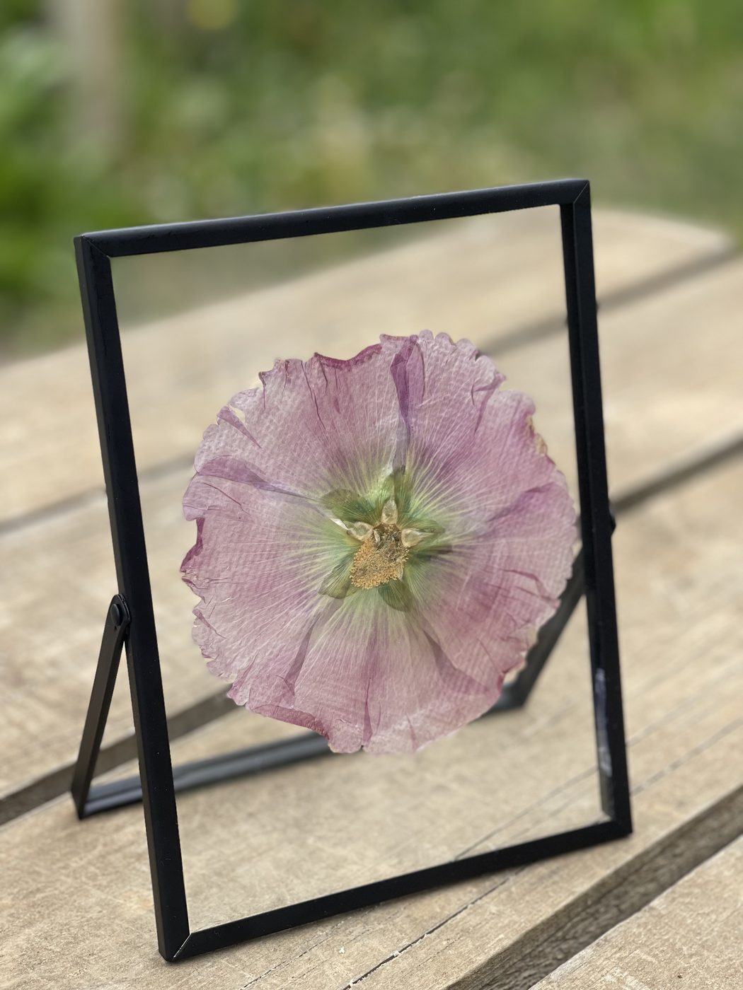 Flor prensada rosada en marco negro de vidrio